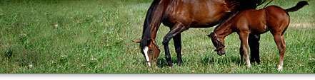 Pageheader_horse